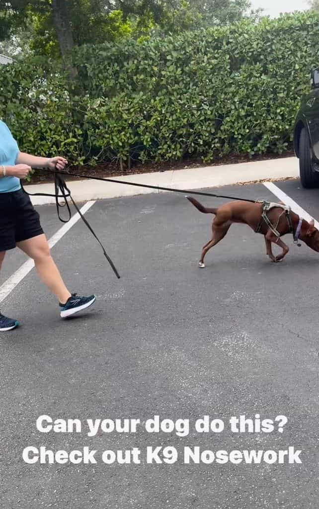 Can Your Dog Do This? K9 Nosework!