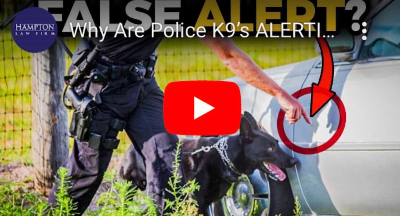 The Truth About Police Dogs: Handling, Behavior, and Legal Considerations