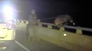  Heroic Rescue: Deputy Lauren Donaldson Saves K-9 'Zeppelin' from 528 Causeway Plunge