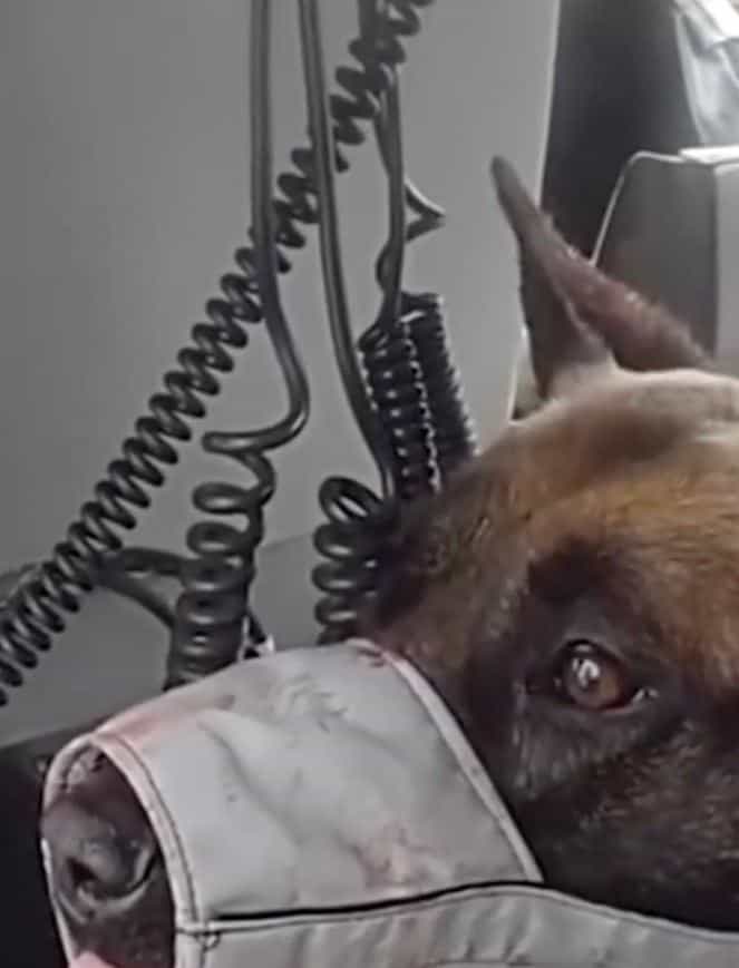 Las Vegas Police Rush to Save Injured K9 Enzo in Heartwrenching Moment