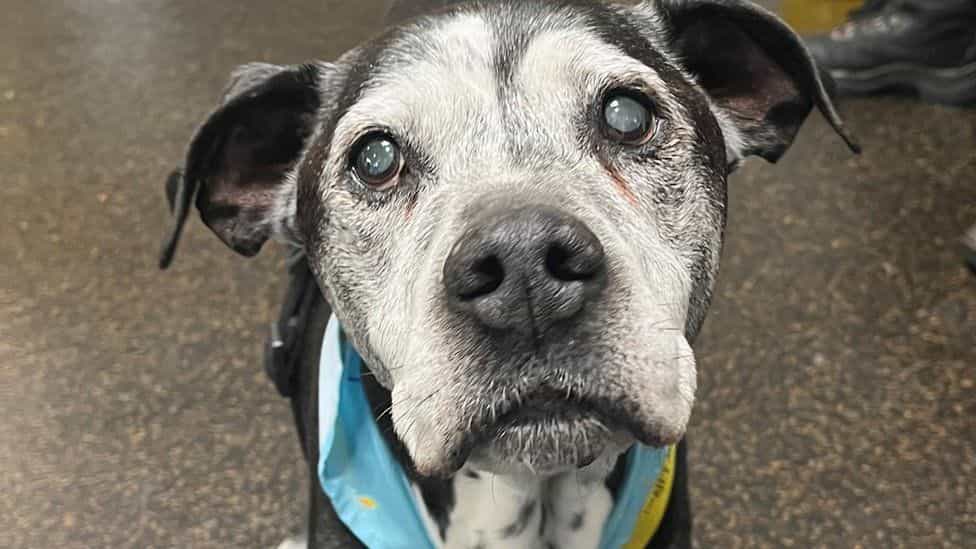  Interested in Adopting a Rescue Dog? Hear This Out!