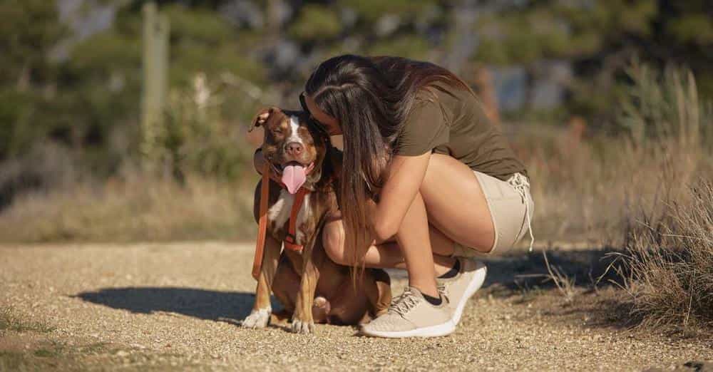 A Heartwarming Tale: Lost Dog Reunited with Owner After 2 Years