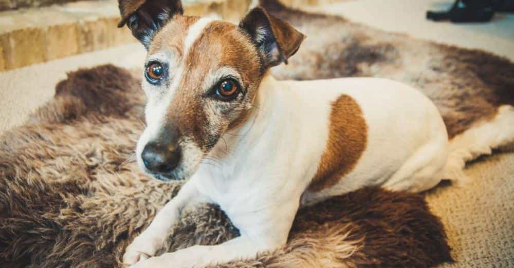  Senior Rescue Dog Missing in Raleigh: Help Bring Jasmine Home