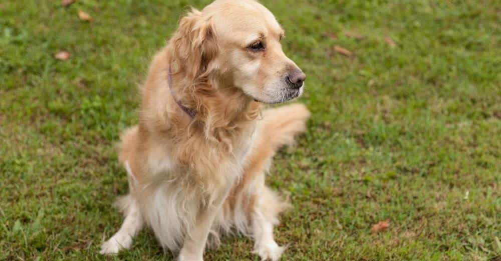 Three-Legged Fun! Tri-Pawed Picnic Sets Unofficial Record