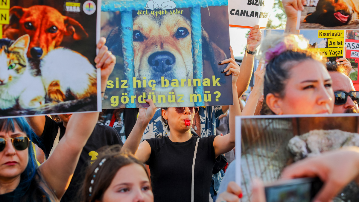 Turkish Stray Dog Law Triggers Nationwide Protests Amid Concerns Over Animal Welfare