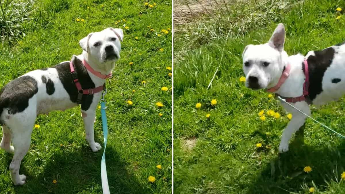 ‘People Pleaser’ Dog Spends 5 Years Waiting for Forever Home