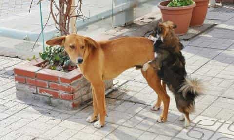 Is It Normal for Female Dogs to Hump? Here’s Why It Happens