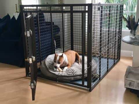  Crate Anxiety in Dogs: Causes, Symptoms, and Solutions	