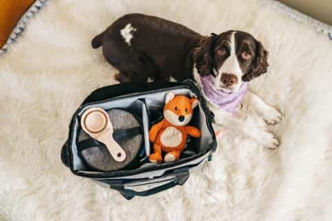 Dog Travel Bags for Supplies: A Must-Have for Pet Owners on the Go