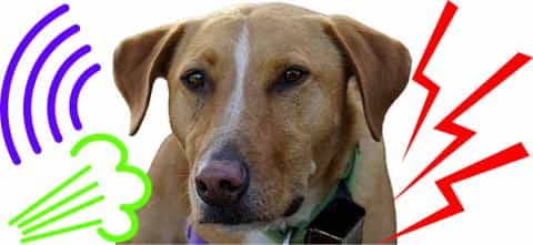 Bark Collars: A Controversial Approach to Excessive Barking