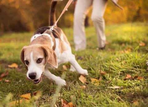 Dog Pulling on the Leash? Training a Dog to Walk on a Leash