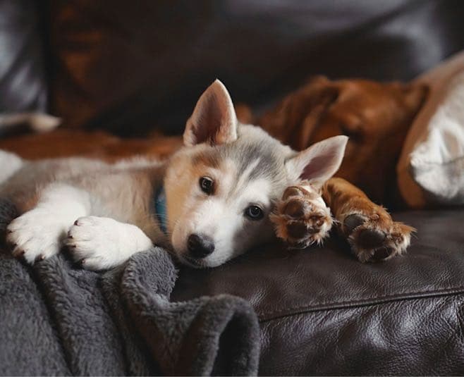 Best Couch Fabrics For Homes With Dogs: Tips For Pet Owners