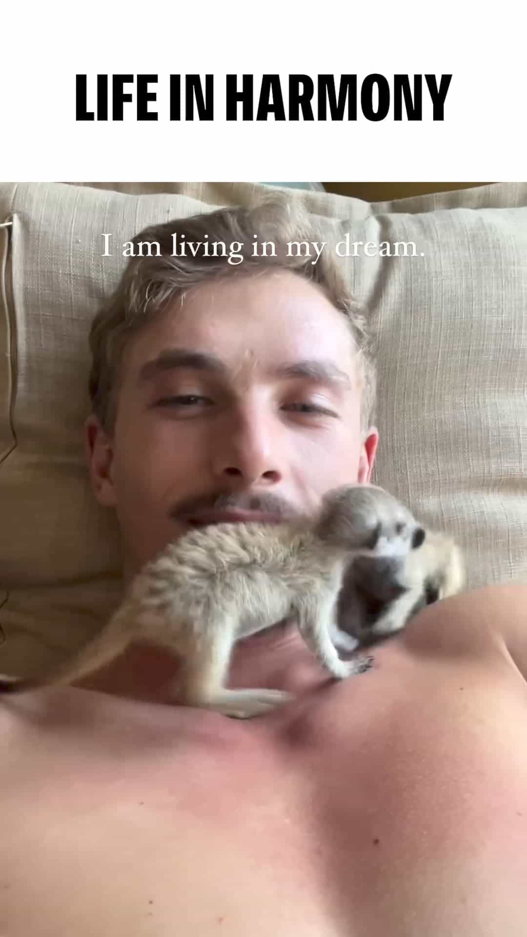 The Harmonious Coexistence of Animals and Humans - Can You Imagine?