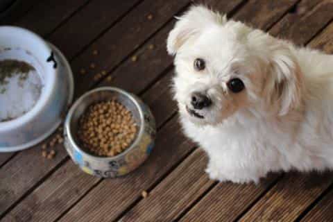 Are By-Products Bad for Dogs? Separating Myth from Fact