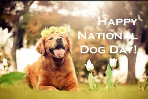Celebrating Our Furry Friends: Happy National Dog Day!