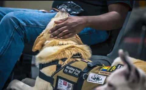 PTSD and Dogs: A Bond of Healing