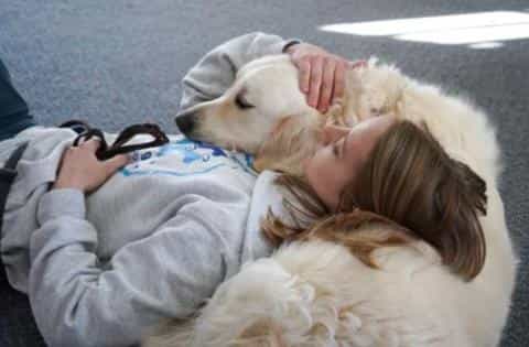 Psychiatric Service Dogs: A Lifeline for Mental Health Support