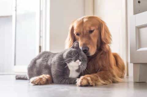 How to Successfully Introduce a Dog to a Cat-Friendly Household: A Step-by-Step Guide