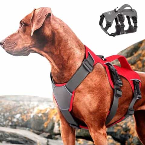 Finding the Perfect Harness for Your Large Breed