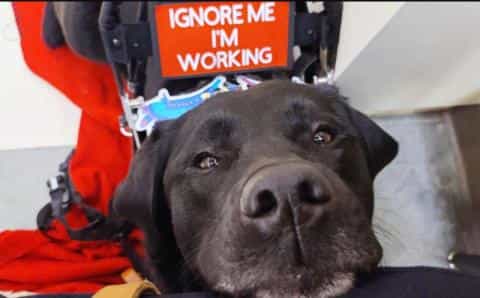 Everything You Need to Know About Obtaining a Service Dog