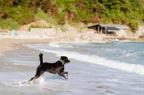 Fun Ways to Make Your Dog More Physically Active