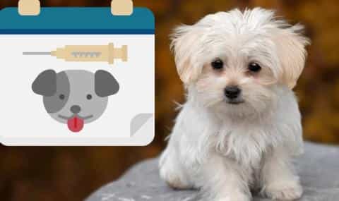 Puppy Vaccination Schedule: When to Get Puppies Shots