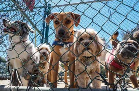 Everything You Need to Know Before Adopting a Dog