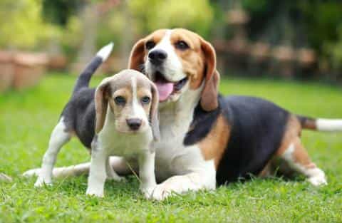 Everything You Need to Know Before Bringing Home a Beagle