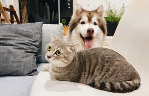Double the Pets, Double the Joy: The Perks of Owning More Than One