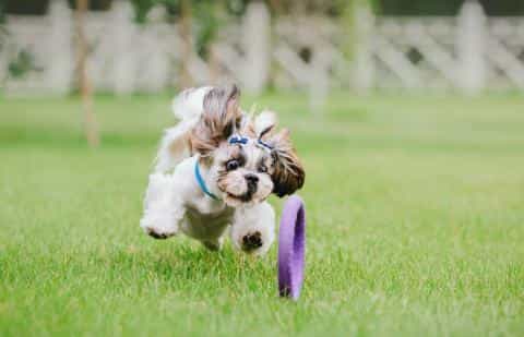 Puppy Fitness Guide: Balancing Play and Rest