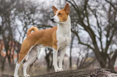Why the Basenji is One of the Most Unique Dog Breeds in the World
