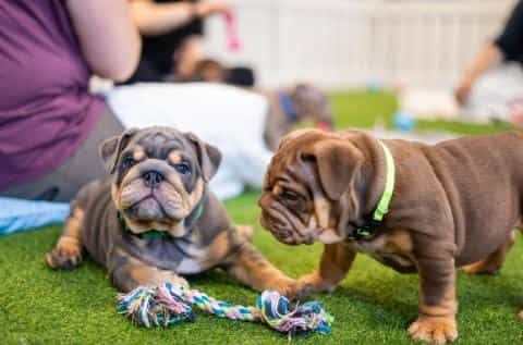 Puppy Socialization: When & How to Socialize a Puppy