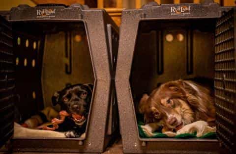 Crate Training an Older Dog: A Step-by-Step Guide