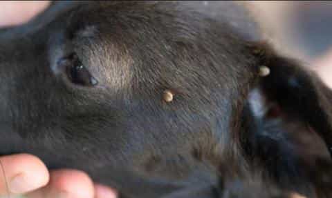 Dog Skin Tags: What They Are and How to Handle Them