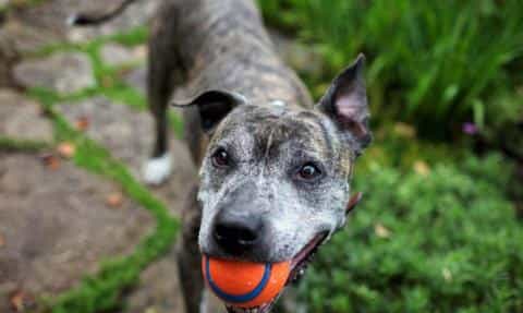 Keeping Your Senior Dog Active: Safe and Fun Ways to Exercise