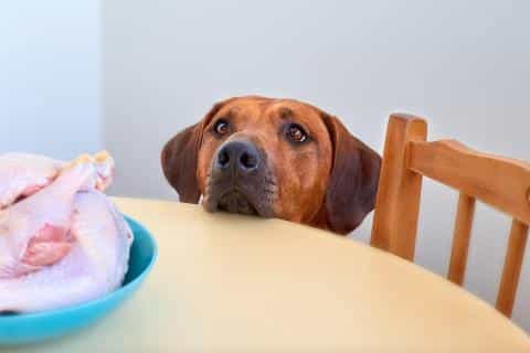 Raw Chicken for Dogs: Healthy or Hazardous?