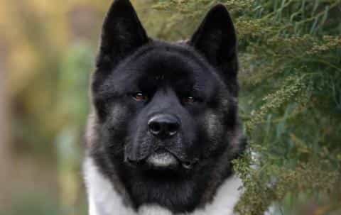 Akita Breed Guide: Temperament, Care, and Suitability