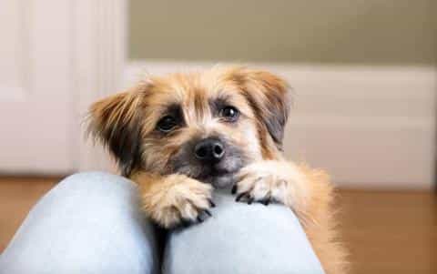 Breaking the Habit: Training Your Dog to Stop Begging