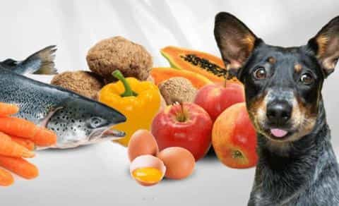 Immune Support Dog Food: Enhancing Your Dog’s Health Naturally