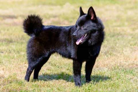 Meet the Schipperke: The Little Dog with a Big Personality