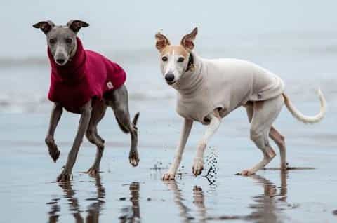 Everything You Should Know About the Whippet Breed