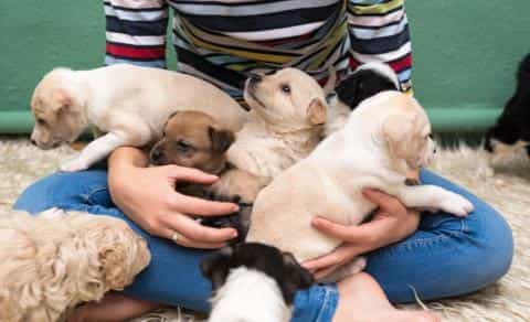 Surviving the First Week With a Puppy: Tips for Day and Night