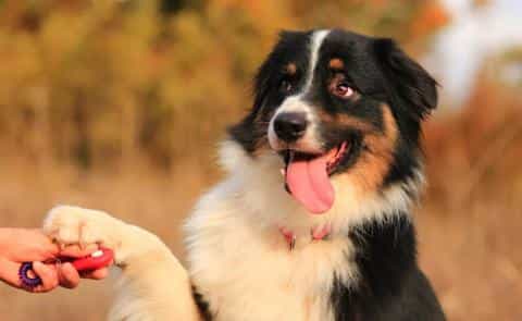 Step-by-Step Clicker Training for Puppies: Tips and Techniques