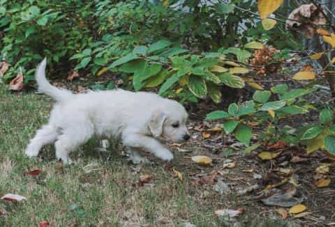 Puppy Outdoor Safety: When and How to Introduce Your Pup to the World