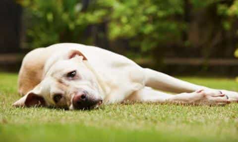 Tapeworm in Dogs: Symptoms & Treatment