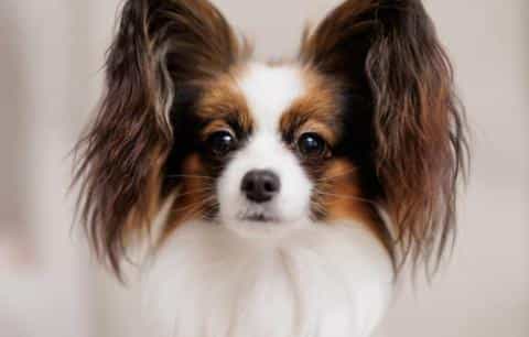 Papillon: Everything You Should Know About the Breed