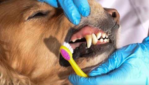 Keeping Your Dog’s Teeth Clean: How to Prevent Plaque Buildup