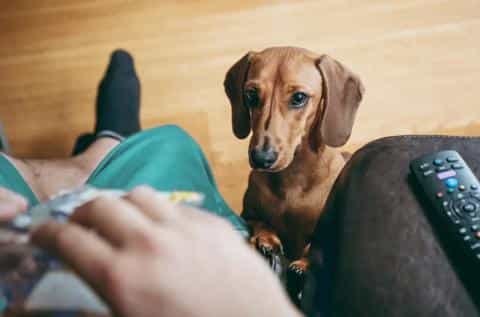 Keep It Out of the Bowl: 15 Human Foods That Can Harm Your Dog