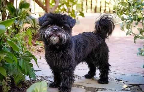 Is the Affenpinscher Right for You? A Complete Breed Breakdown