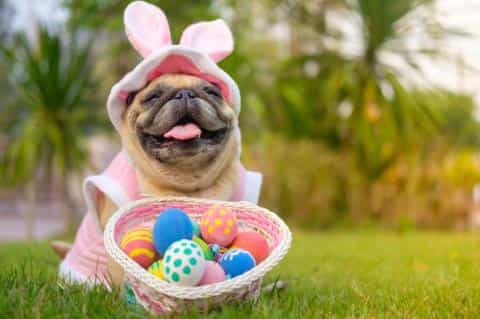 Easter with Dogs: Fun Activities, Treats & Tips for a Pawsome Holiday